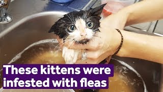 These kittens had the worst flea infestation wed ever seen  Mayhew [upl. by Haron]