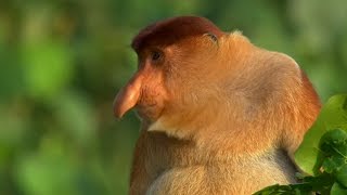 The Proboscis Monkey  Lands of the Monsoon  BBC Earth [upl. by Eenyaj971]