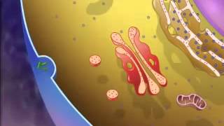 The Structure amp Function of Lysosomes  A Level Biology [upl. by Egin]