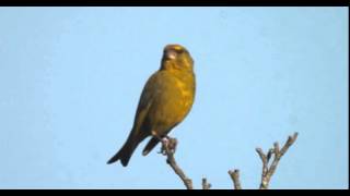 Verdier dEurope et son chant  European greenfinch singing  Chloris chloris [upl. by Semela388]