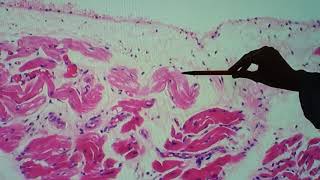 Histologia do coração [upl. by Ardien357]