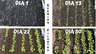 GERMINAR Y CULTIVAR CILANTRO EN CASA [upl. by Tuck]