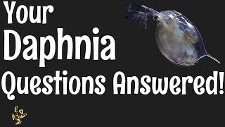 Daphnia Questions Answered [upl. by Eivla]