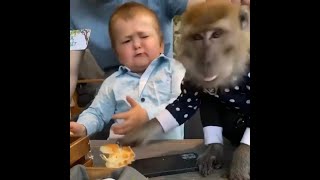 Hasbulla Magomedov Pet Monkey Steals His Food Mini Khabib [upl. by Gifferd660]