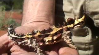 The Thorny Devil [upl. by Assennav813]