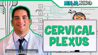 Neurology  Cervical Plexus [upl. by Deehsar]