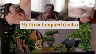 MY FIRST LEOPARD GECKO  enclosure set up reptile haul unboxing  Lee [upl. by Ellennod950]