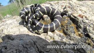 Central Valley Herpetological Society FIELD HERPING Teaser [upl. by Iosep]