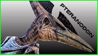 ARK  How to Tame a Pteranodon  Tips Beginners Guide [upl. by Esor464]