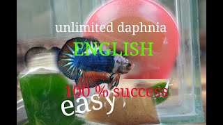 daphnia moina culture Easy way Unlimited production English  with sub Green water Chlorella [upl. by Strohl29]