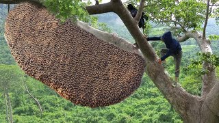 tree climbing skills without fear of heights harvesting honey from dangerous tall trees [upl. by Ayotnahs]