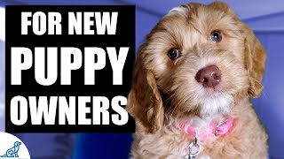 Your Complete First Week Puppy Training Plan [upl. by Marentic9]