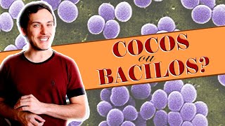 Formato das bactérias Microbiologia [upl. by Sigfried]