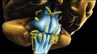 Neuroanatomy  The Brainstem [upl. by Eisenstark]