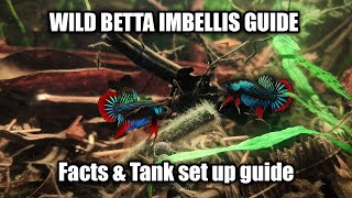 Wild Betta Imbellis species and care guide  FranksBettas [upl. by Llywellyn630]