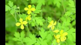 Pignuts amp Lesser Celandine [upl. by Ahsitul]