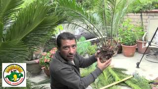 How to Relocate a Sago Palm  Cycas Revoluta [upl. by Tuhn]