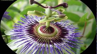 Passiflore bleue  Passiflora caerulea  Fleur de la Passion [upl. by Indyc]