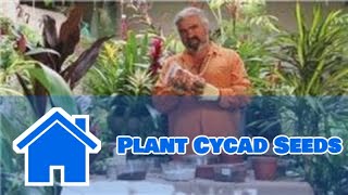 Gardening Help  How to Plant Cycad Seeds [upl. by Ahsiuqal152]