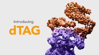 dTAG  A Powerful New TagBased Degradation System [upl. by Dalt]