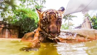 Twin Tiger Cubs Go Swimming For The First Time  Tigers About The House  BBC Earth Kids [upl. by Santa310]