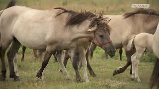 Okolice przyrody  20190810  Koniki Polskie [upl. by Declan]