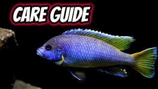 Pseudotropheus Acei Care Guide A great beginner African Cichlid [upl. by Zandra]