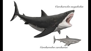 Otodus Carcharocles megalodon  the largest predatory shark that ever lived [upl. by Ynttirb]