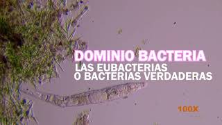 BACTERIA  Dominio Archaea y Eubacterias [upl. by Hayikat]