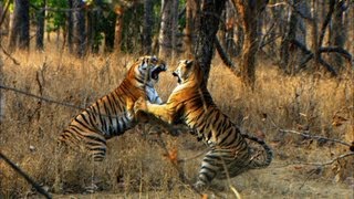 Tiger Cubs First Prey  David Attenborough  Tiger  Spy in the Jungle  BBC Earth [upl. by Giraldo]