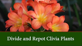 How to Divide and Repot Clivia Plants [upl. by Sokram443]