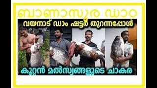 BANASURA SAGAR DAM WHEN OPENED  FISHING  WAYANAD [upl. by Yrakaz]