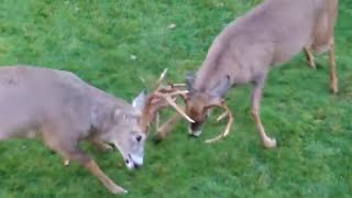 Buck Fight  Whitetail Deer go at it [upl. by Neemsaj]