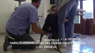 Prélèvement de semence dun chien mâle au CRECS [upl. by Adyol838]