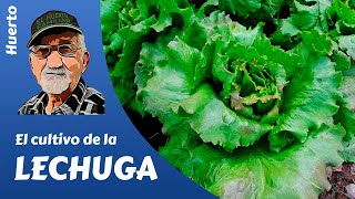 𝗟𝗘𝗖𝗛𝗨𝗚𝗔 como producir tus lechugas [upl. by Tebzil]