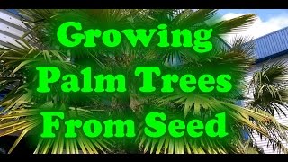 How To Grow Palm Trees From Seed [upl. by Weksler760]