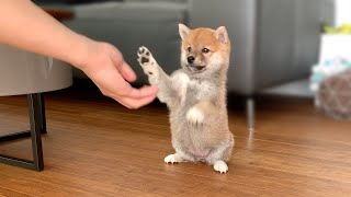 2MonthOld Shiba Inu Puppy Compilation [upl. by Mota622]