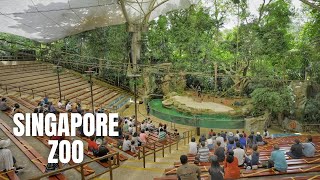 Singapore Zoo Walking Tour 4K HDR [upl. by Hsirap938]