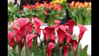 Planting Zantedeschia Rhizomes [upl. by Kassey]