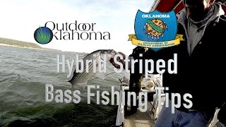 Hybrid Striped Bass Fishing Tips extra Carolina Rig Fish Cleaning [upl. by Hospers539]