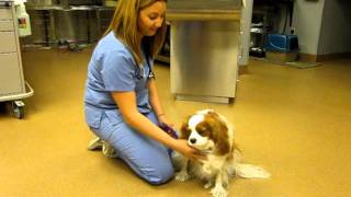 Cavalier King Charles with syringomyelia [upl. by Curcio]