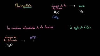 Les étapes de la photosynthèse [upl. by Jacquelyn]