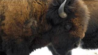 Wood Bison  Elk Island National Park [upl. by Varini]