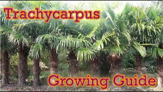 Trachycarpus  Hardy Palm Growing Guide  Chusan Palm [upl. by Neelhsa888]