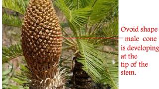 Cycas Life Cycle [upl. by Anilet]