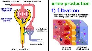 The Urinary System [upl. by Ysdnil]