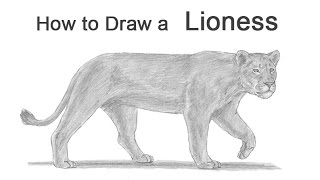 How to Draw a Lioness [upl. by Morie]