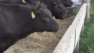 How FullBlood Wagyu Is Cultivated At Mayura Station In Australia [upl. by Floyd]