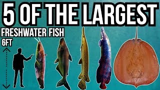 5 of The Largest Freshwater Fish In The World [upl. by Tremaine]