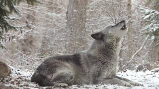 Wolfs Sweet Voice Inspires 50 Wolves to Howl [upl. by Willette]